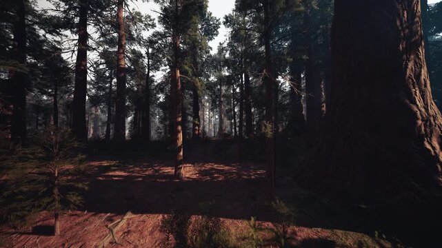 sunlit pine forest at dawn, towering trunks and dappled floor, ranger patrol and hiker scouting, golden beams slicing through canopy, mossy roots and leaf