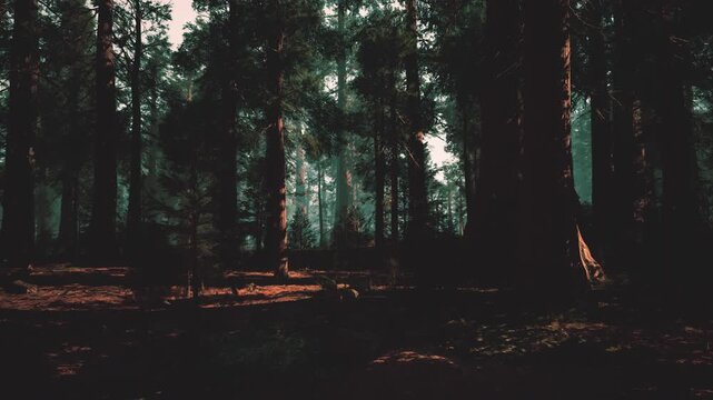 sunlit pine forest at dawn, warm beams breaking through canopy, amber glow on mossy floor, gentle mist hugging trunks, inviting clearing with scattered leaf