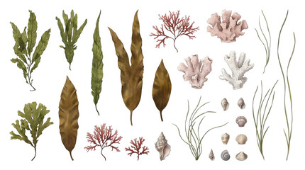 Set of various seaweeds, corals, and seashells isolated on transparent background © AamirSohail