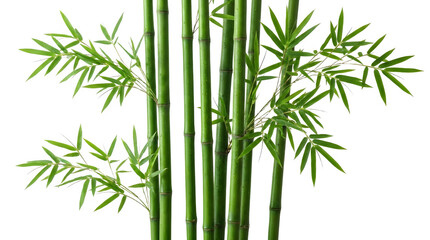 Fresh green bamboo stalks and leaves isolated on transparent background © AamirSohail