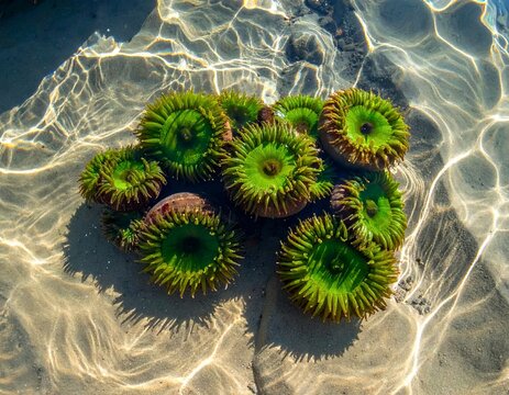 Vibrant Green Sea Anemones Cluster Underwater Sunlight Ripples.