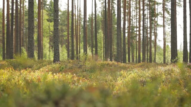 Sunlight filtering through pine trees onto a forest floor covered in green and red vegetation.
