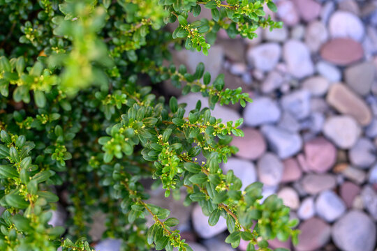 Lush Green Soft Touch Holly Foliage in Modern Rock Garden Landscaping