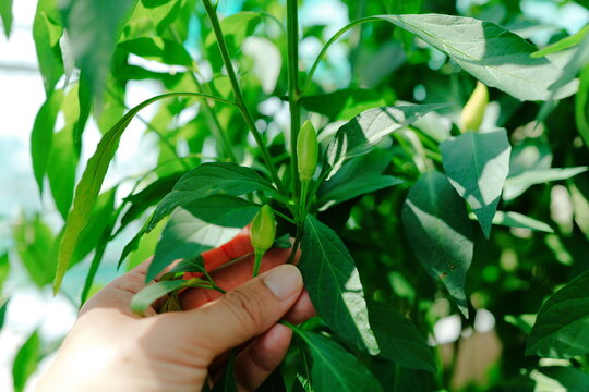 hands holding chilli, pimento, allspice