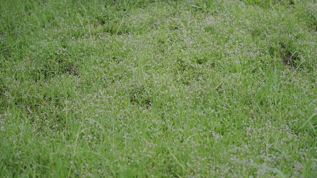 Green grass lawn texture background in outdoor park