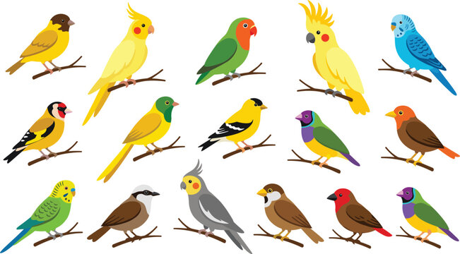 Exotic pet birds vector collection set featuring colorful domestic parrots parakeets canaries cockatiels budgies lovebirds and finches perched on twigs isolated on white background