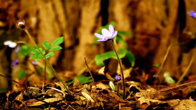 Purple Hepatica Flowers Blooming Timelapse in Forest