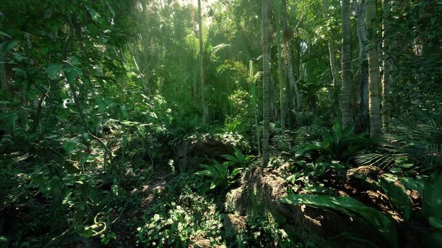 expansive fern carpet under tall trees with scattered sunbeams and rich undergrowth texture offering immersive natural backdrop for wellness and outdoor themes