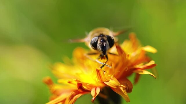 Close up of hoverfly on bright orange flower, insect feeding on nectar in the sun.