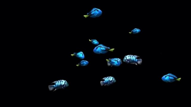 Animation blue clownfish on black background.