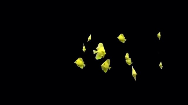 Animation yellow clownfish on black background.
