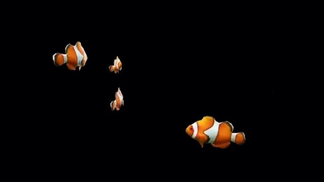 Animation orange clownfish on black background.