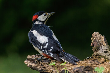 Fototapeta premium Buntspecht (Dendrocopos major) Männchen