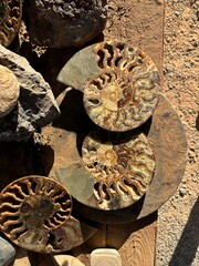 ancient fossils © katharina