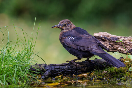 Amsel (Turdus merula)