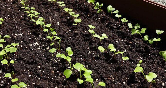 Young green radish seedlings close-up growing in rows inside brown raised garden bed. Backyard organic vegetable gardening hobby and homegrown food production. Real outdoor summer lifestyle high angle