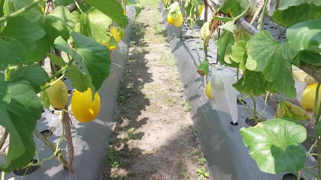 Yellow Melons Growing in Greenhouse Rows &ndash; Fresh Ripe Melon Fruits Hanging on Vines, Organic Farming