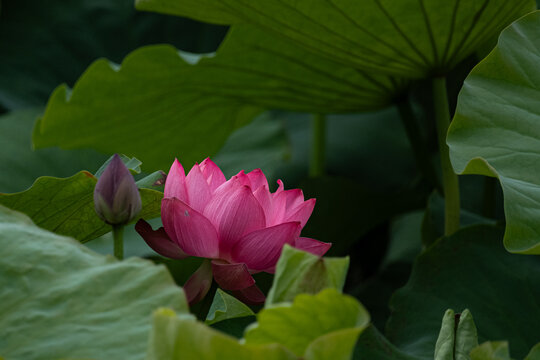 蓮の花