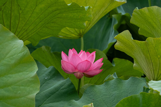 蓮の花