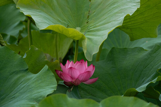 蓮の花