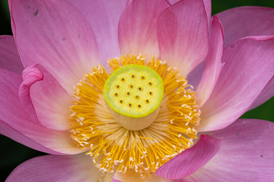 蓮の花