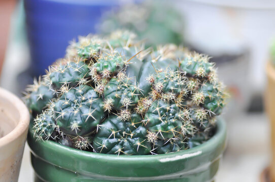 Gymnocalycium damsii v tucavocense, gymnocalycium damsii ssp or cactus