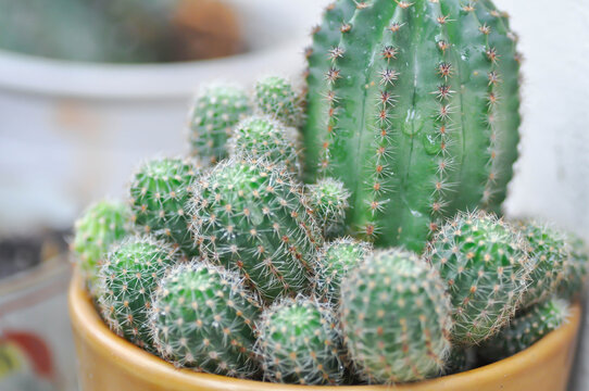 Echinopsis calochlora, Goloden Echinopsis calochlora or cactus or succulent