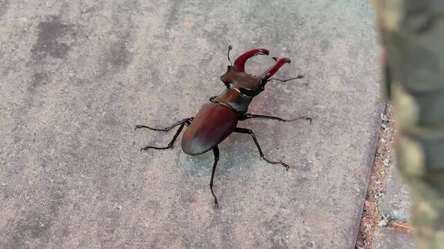 Closeup Male European stag beetle (Lucanus cervus), identifiable by its large, reddish mandibles that resemble deer antlers High Quality 4k Video