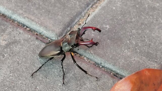 Closeup Male European stag beetle (Lucanus cervus), identifiable by its large, reddish mandibles that resemble deer antlers High Quality 4k Video