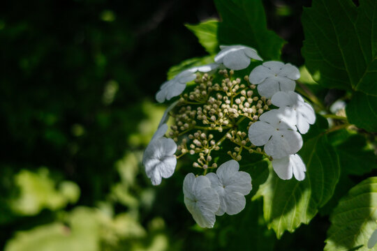 Close-up of Viburnum opulus flowers, also known as guelder rose. The white blossoms are surrounded by green leaves in a natural setting.