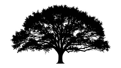 Silhouette of a Majestic Oak Tree: A striking black silhouette of a large, mature oak tree with its wide canopy and intricate branches stands against a stark white background. © Murshida