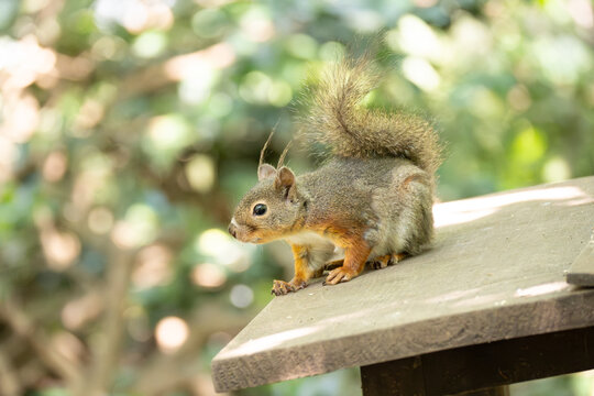 Squirrel watching out from the roof of its house.