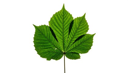 Fototapeta premium A vibrant green leaf with serrated edges on a white background (1)