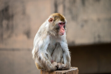 旭山動物園で撮影した © Hiroki Kobayashi