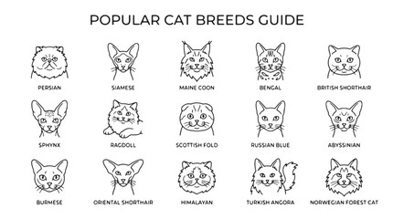 Popular cat breeds guide, feline illustrations, vector icons, cat faces © Rosie