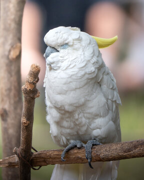 paz blanca 