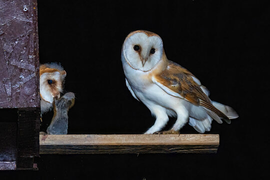 Schleiereule (Tyto alba)