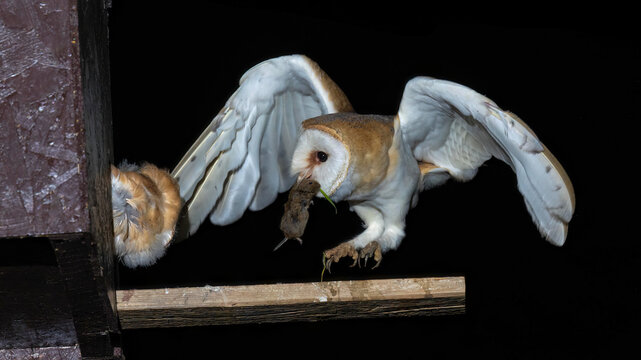 Schleiereule (Tyto alba)