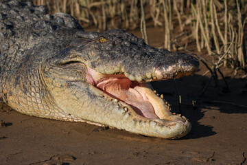 Fototapeta premium Saltwater Crocodile, Crocodylus porosus - Australia, Queensland