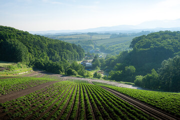 Fototapeta premium 美瑛町で撮影した初夏の朝靄漂う田園風景