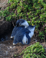 Little Penguin, Eudyptula minor - Australia, Victoria, Philip Island © Thomas