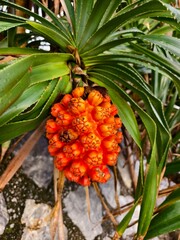 Fototapeta premium Pandan fruit of an exotic tropical plant