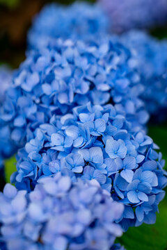 Close up of beautiful blooming blue hydrangea flowers in June