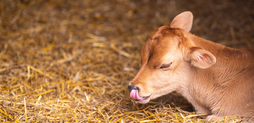 Baby calf rests in hay. Baby animal feels innocent. Cute baby cow looks adorable. Newborn baby livestock stays warm. © Volodymyr