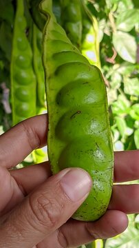hand holding a cucumber