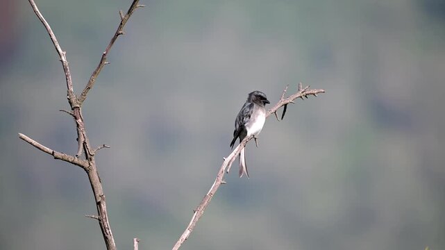 A Vibrant White Bellied Drongo perched gracefully on a dry, bare tree branch with turning on each side with call. Set against a soft, clean background.