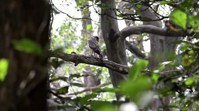 An Immature Crested Serpent Eagle perched alertly on a bare tree branch in its natural jungle habitat wit watching its prey. Against a soft green forest background.