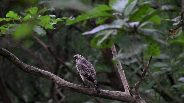 An Immature Crested Serpent Eagle perched alertly on a bare tree branch in its natural jungle habitat wit watching its prey. Against a soft green forest background.