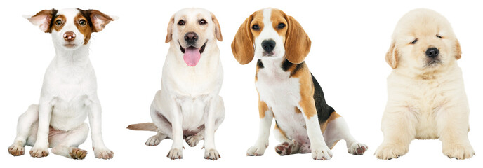 PNG Adorable puppies sitting together element set on transparent background © Rawpixel.com