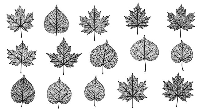 Detailed collection of various tree leaf skeletons showing intricate vein patterns in black and white against a white background.